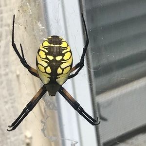 Meet your Posher, Boz